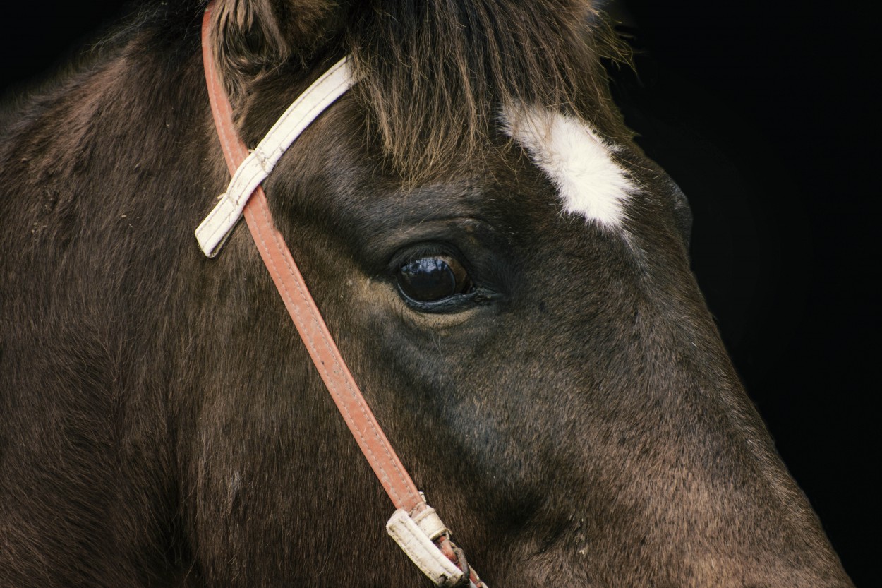 "Horse" de Adriana Claudia Gallardo