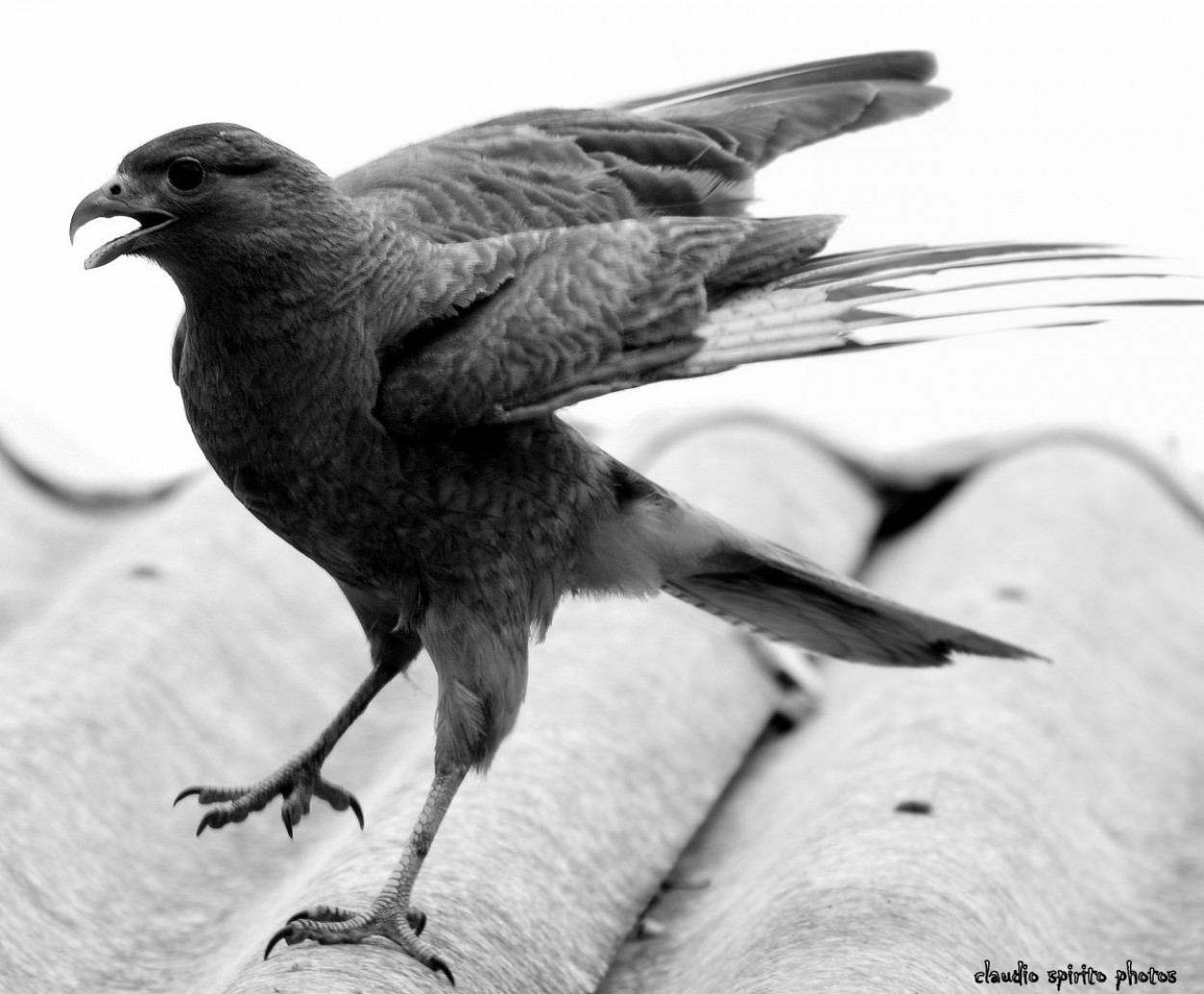 "ANgy bird" de Claudio Spirito