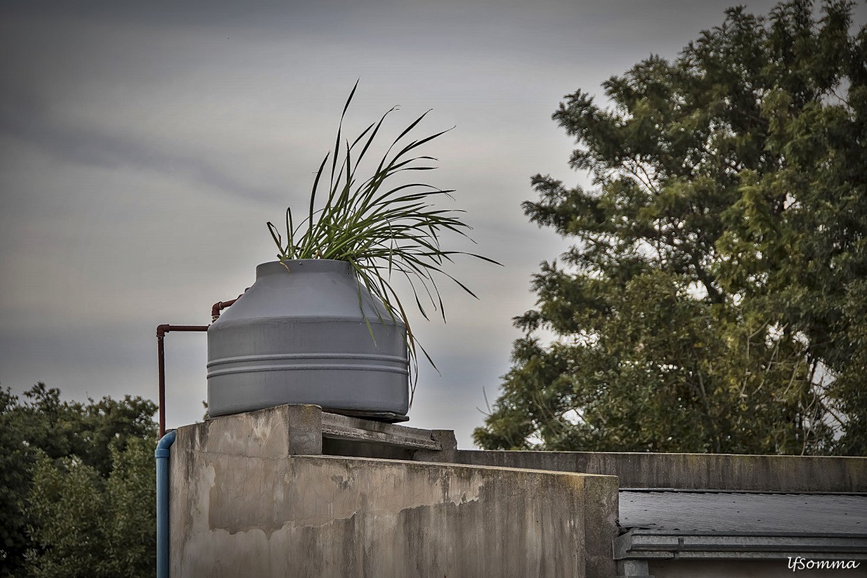 "Un dia voy a limpiar el tanque de agua" de Luis Fernando Somma (fernando)