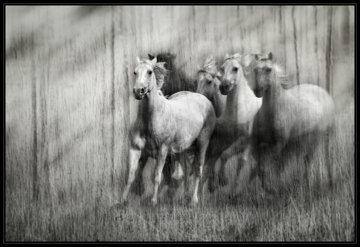 "Wild horses" de Gabriela Garcia Lanza