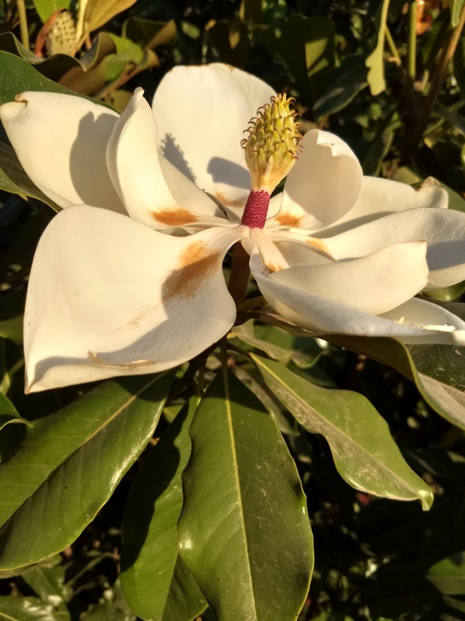 "Majestuosa flor blanca" de Valeria Zapata