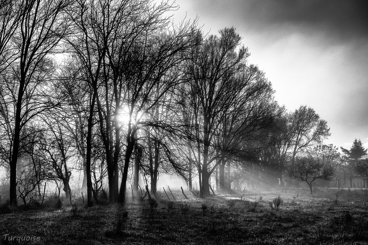 "Rayos de niebla" de Gustavo Jorge Von Dring