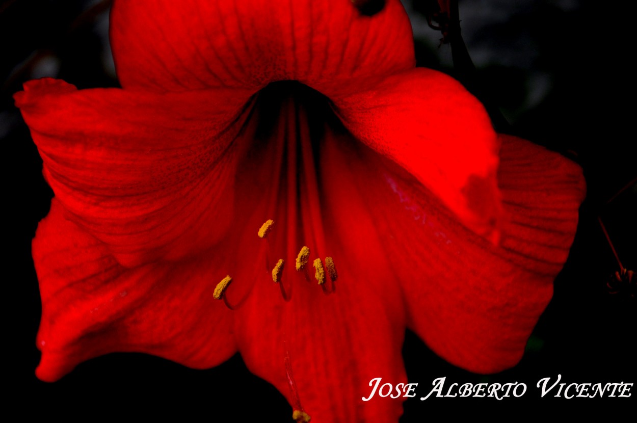 "amarilis rojo" de Jose Alberto Vicente