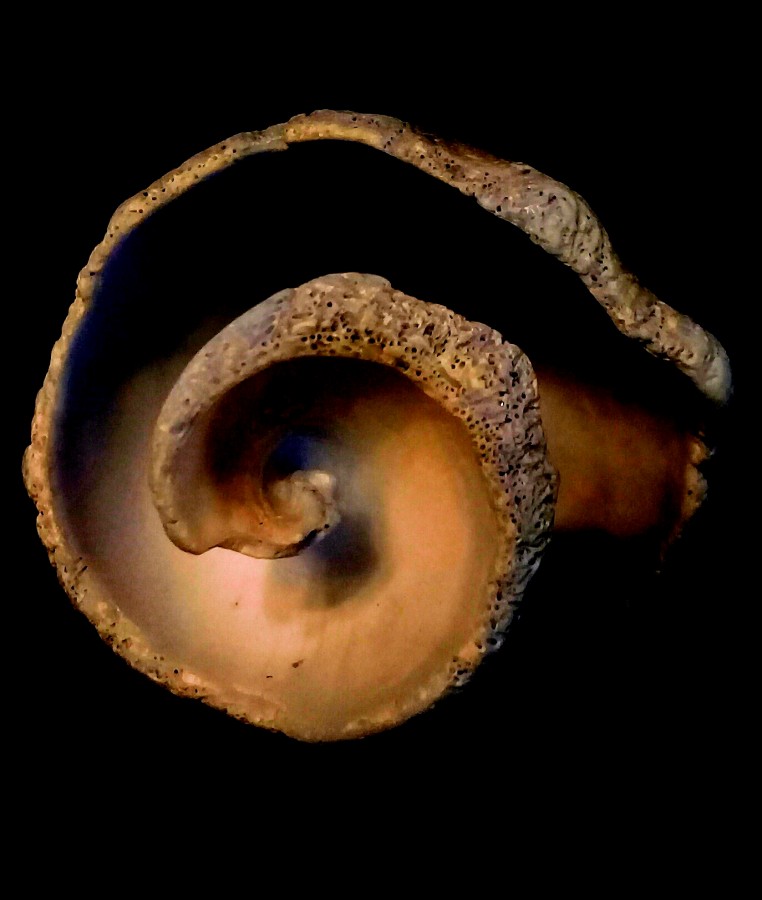 "Corazn de caracol" de Roberto Guillermo Hagemann
