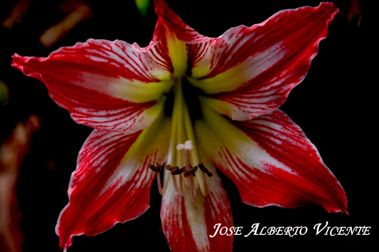 "amarilis bi color" de Jose Alberto Vicente