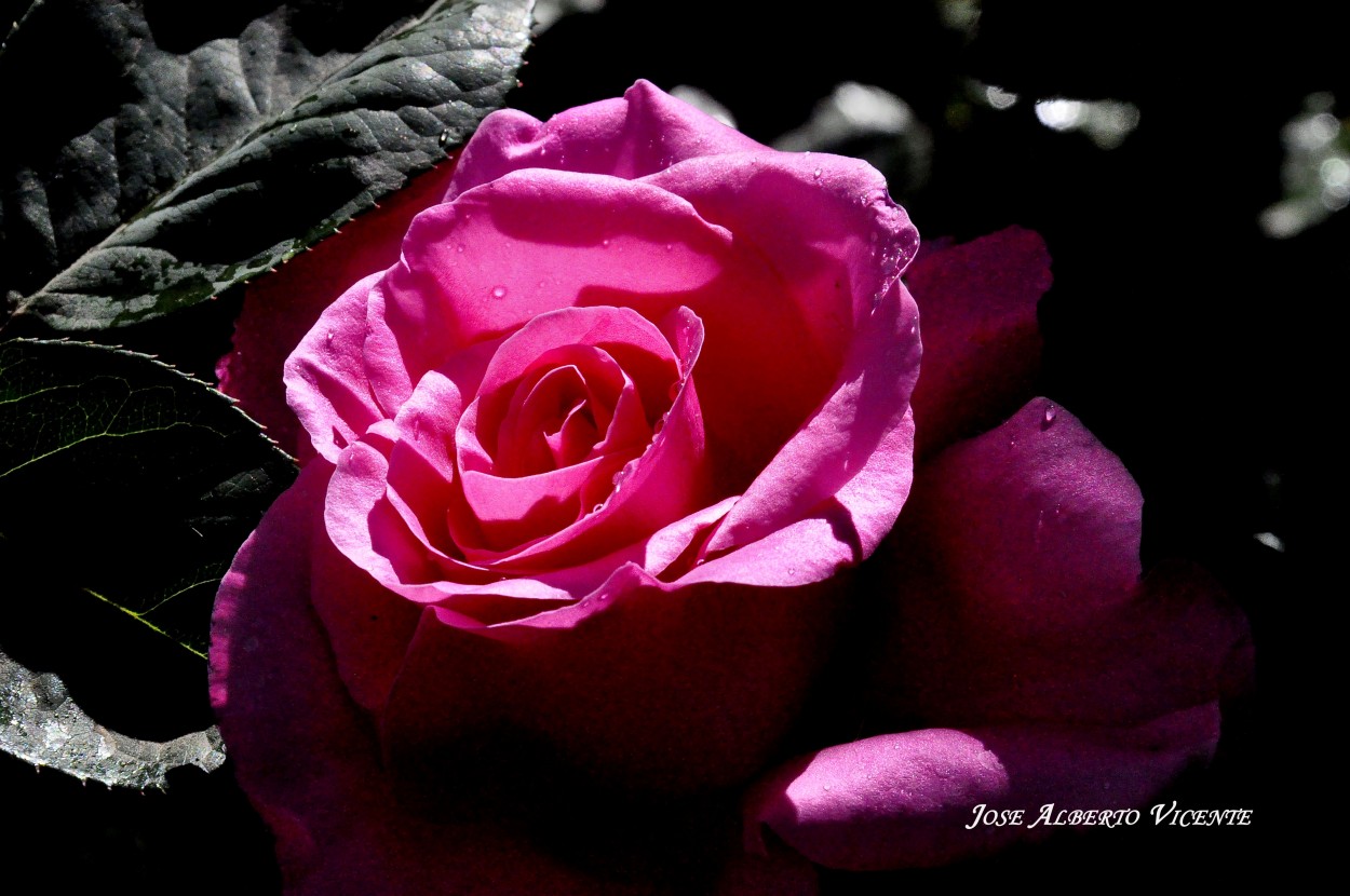 "rosas" de Jose Alberto Vicente