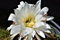 Cactus en flor....