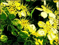 Imagen floral psi