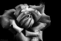 Una Rosa en Carue