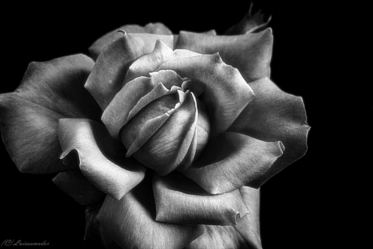 "Una Rosa en Carue" de Luisamaria Amador