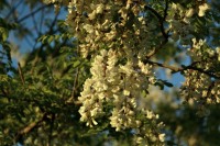 Acacia Silvestre