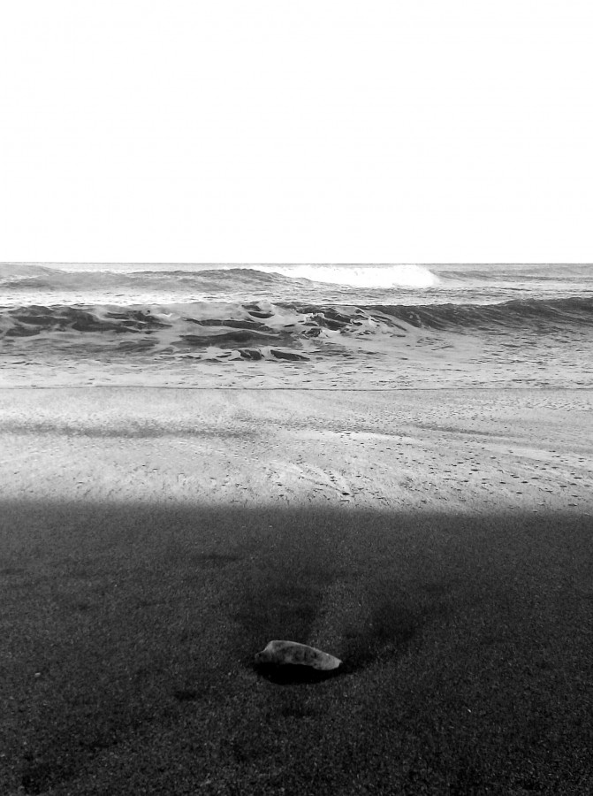 "El caracol quedo en la playa" de Roberto Guillermo Hagemann