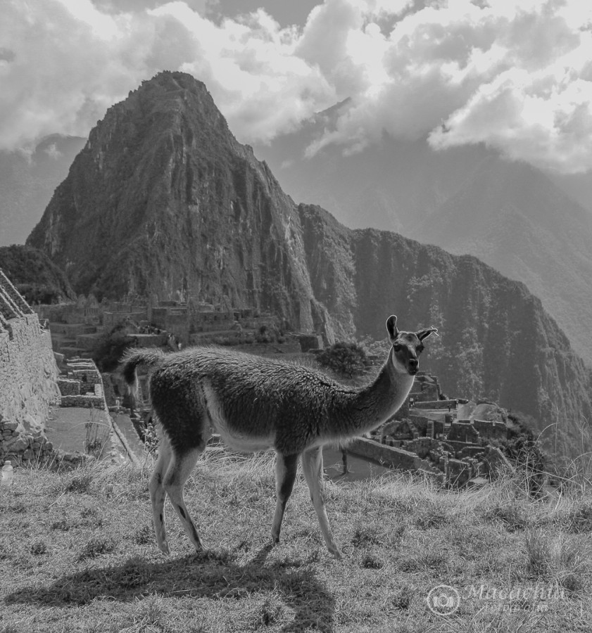 "`Habitante del Machu Pichu`" de Mara Del Carmen Chiavaro