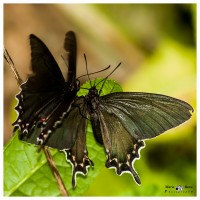 Mariposas negras