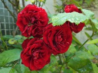 Rosas rojas con lluvia