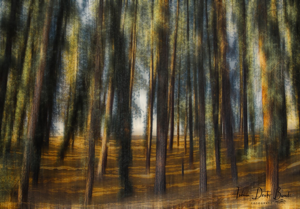 "Bosque encantado" de Fabian Biondi