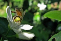La abeja en el mandarino