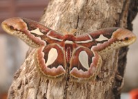 Mariposa Grande