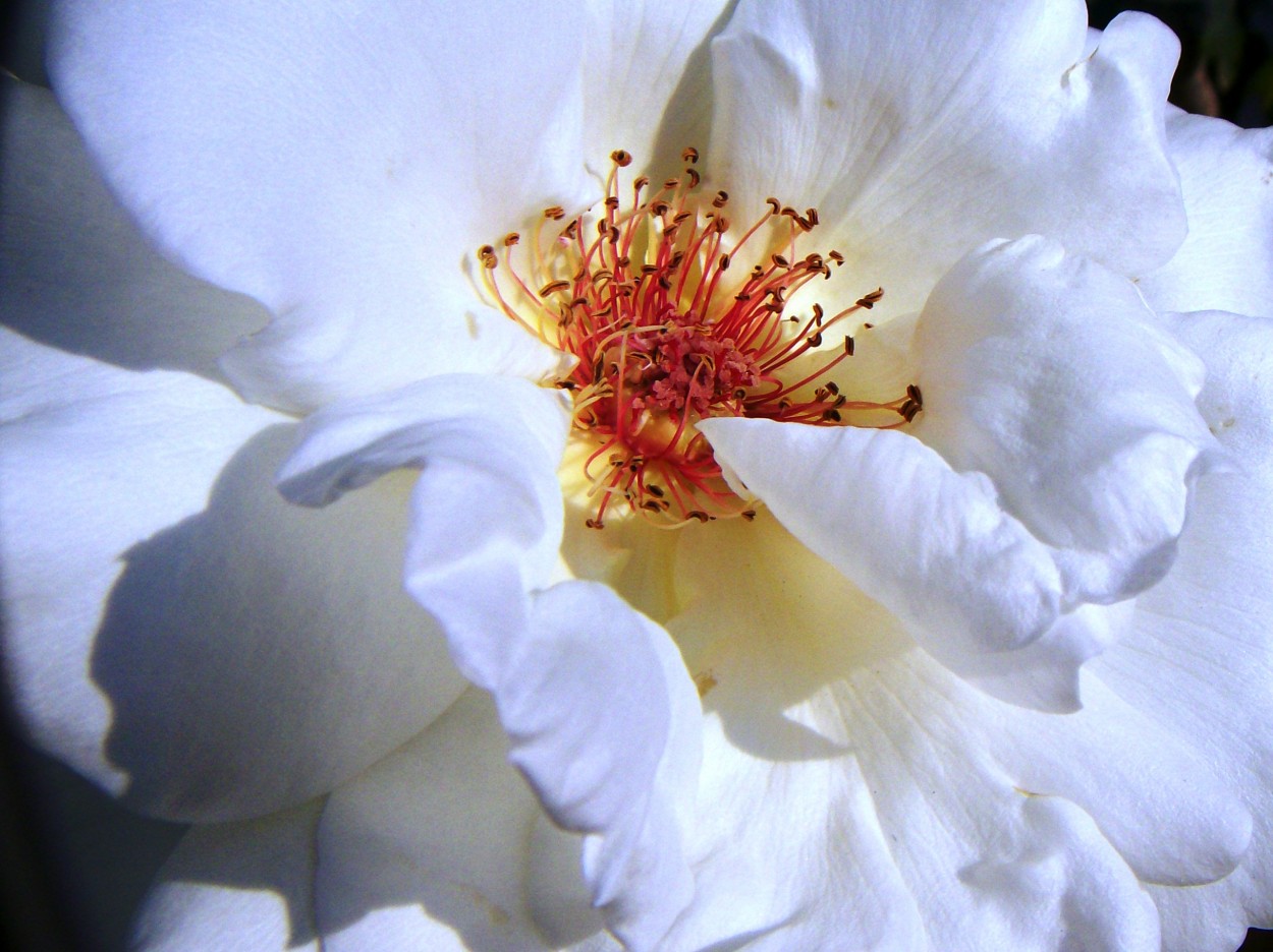 "Cultivo una rosa blanca..." de Cristina Beatriz Rodrguez