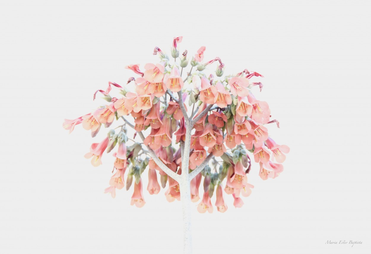 "Flores sobre fondo blanco" de Mara Ester Baptista De Nascimento (marisa)