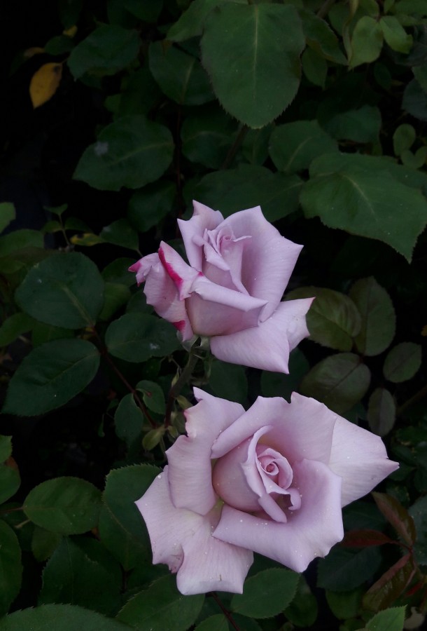 "Rosa lila" de Stella Maris Kippke