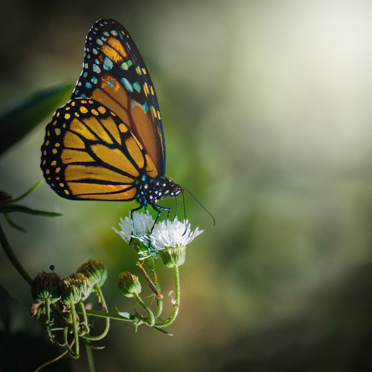 "Mariposa Monarca" de Daniel G. Vega