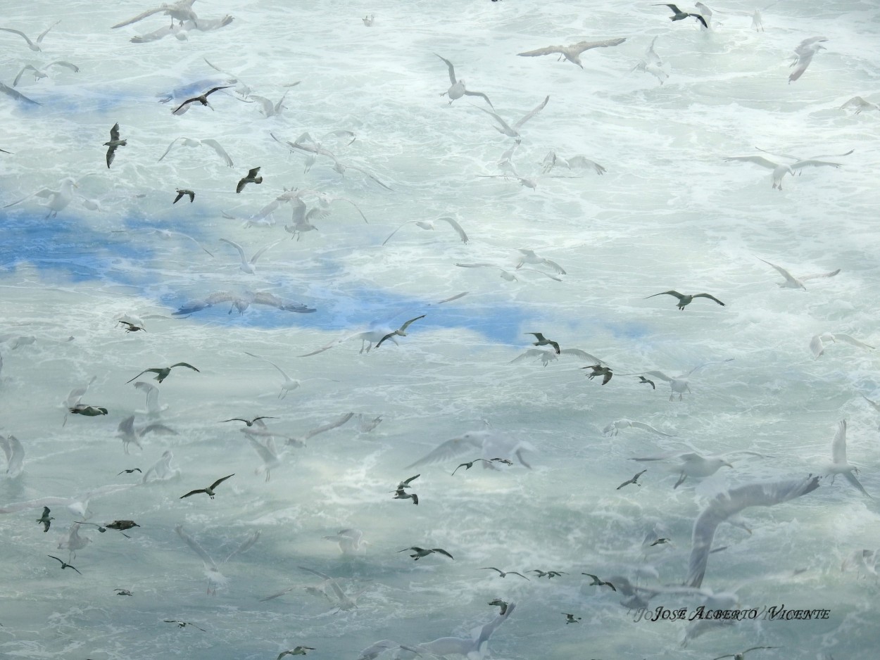 "aves marinas" de Jose Alberto Vicente