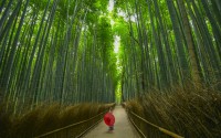 Bosque de Bamb