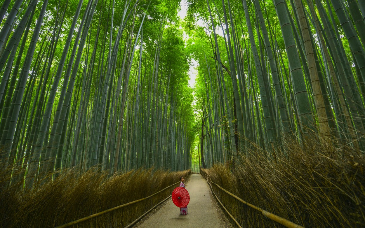 "Bosque de Bamb" de Walter Mario Stein