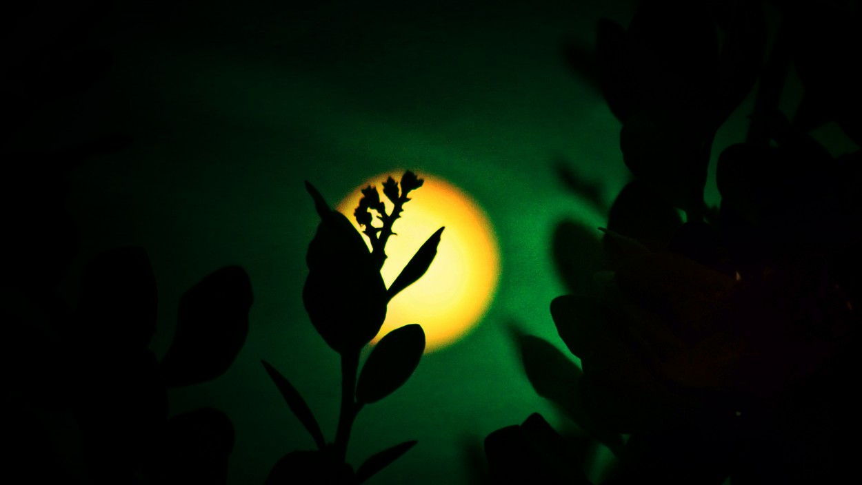 "Luz de luna" de Miguel ngel Nava Venegas ( Mike Navolta)