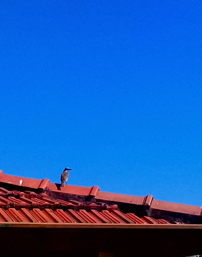 "Solo en el tejado" de Roberto Guillermo Hagemann