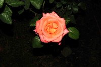 `Hermosa Rosa`