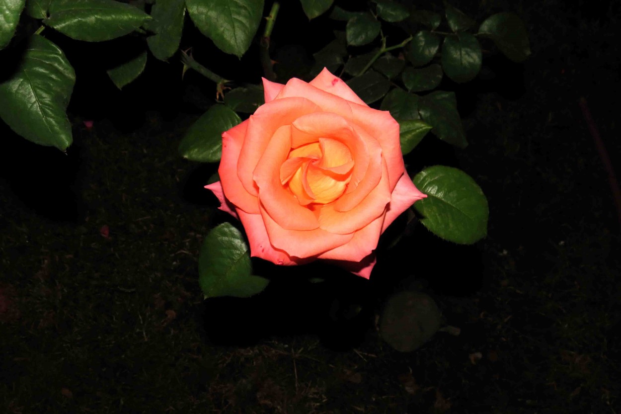 "`Hermosa Rosa`" de Iris Elizabeth Scotto