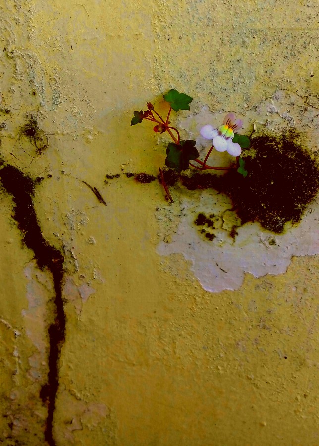 "Nace una flor" de Roberto Guillermo Hagemann