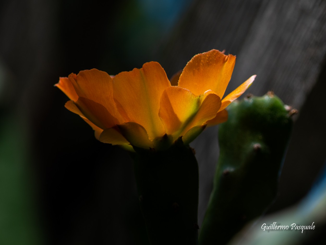 "Cactus en flor" de Guillermo Daniel Pasquale