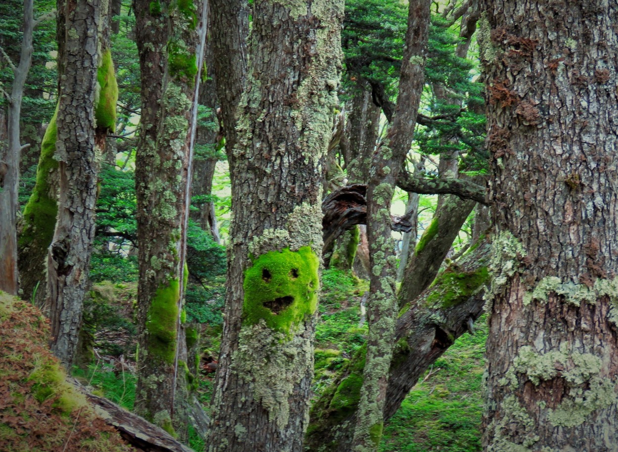 "El bosque nos observa asombrado !!" de Paula Berod