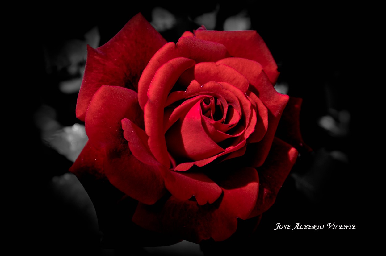 "rosa roja" de Jose Alberto Vicente