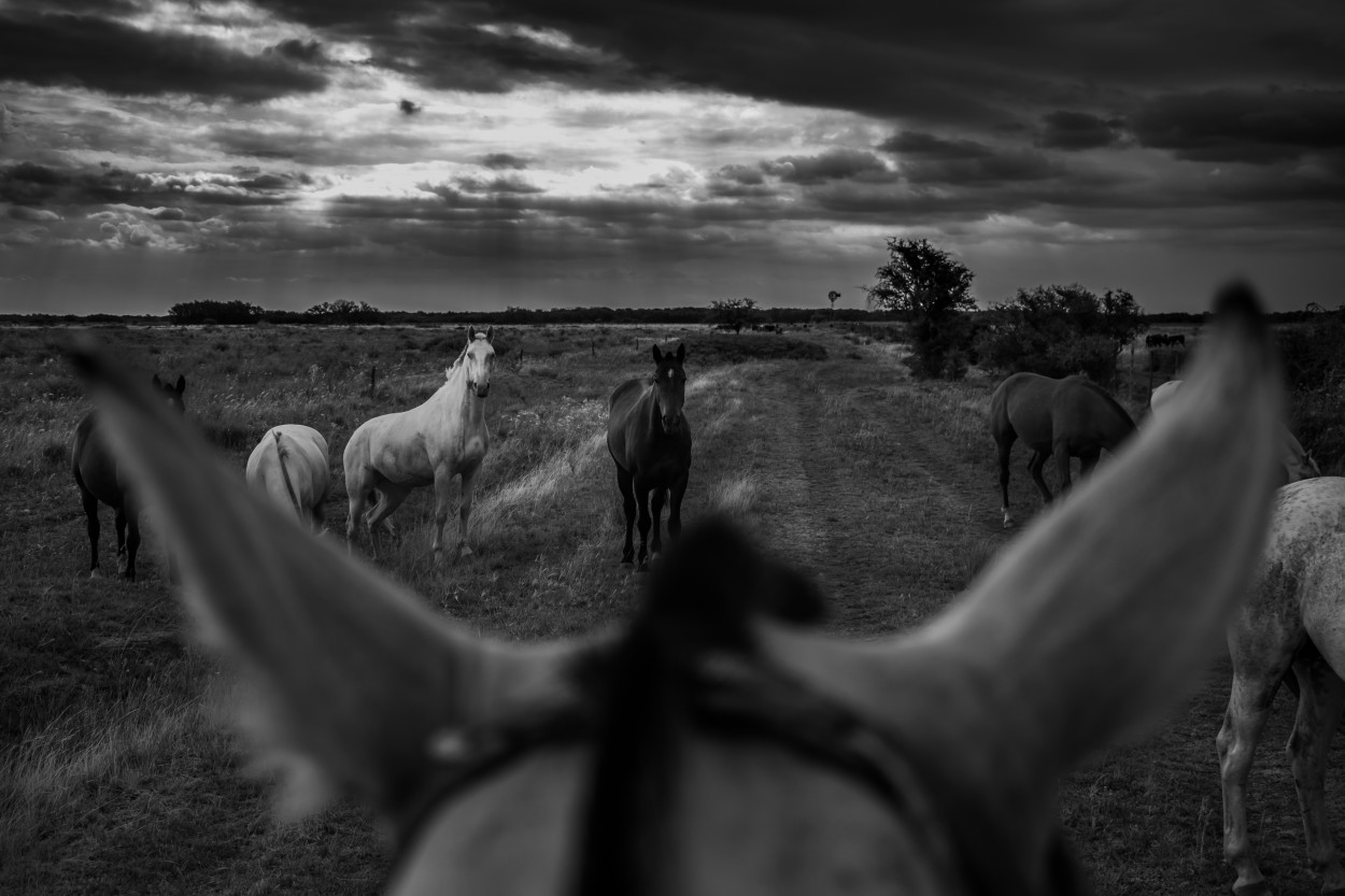 "Quin va a montar tus caballos salvajes?" de Mauricio Rossanigo