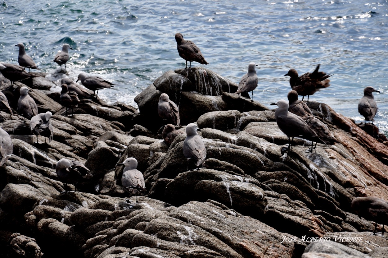 "aves marinas (Pisagua-1ra. region Chile)" de Jose Alberto Vicente
