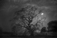La luna y el árbol