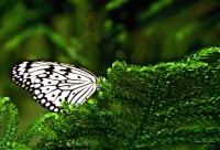 Mariposa bicolor