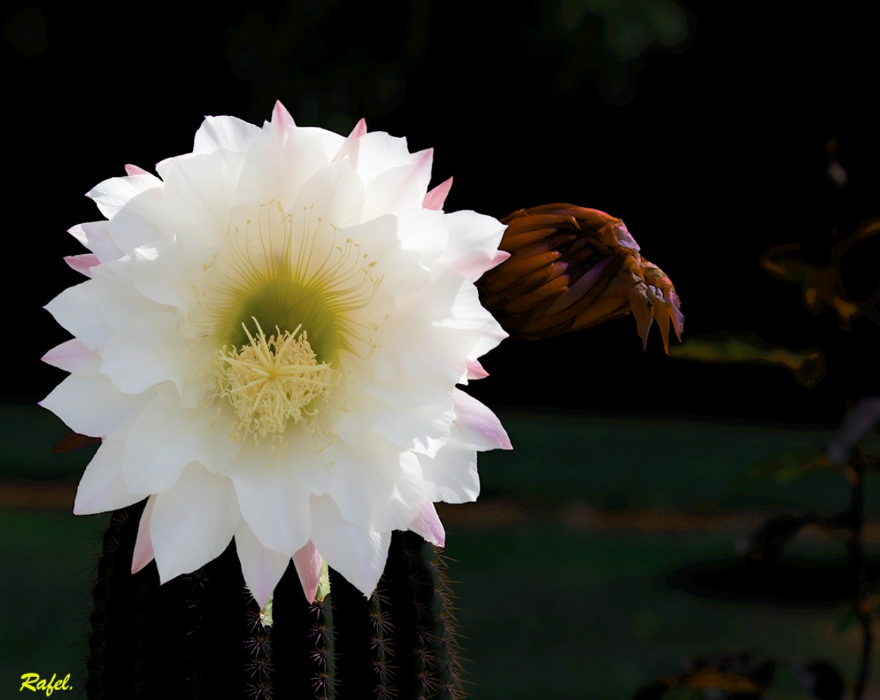 "Flor de cactus." de Rafael Serrano Arguedas