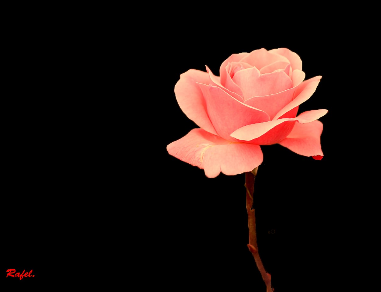 "Una sencilla rosa para ti." de Rafael Serrano Arguedas