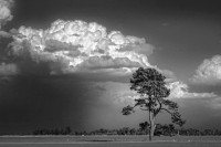 El árbol y la tormenta