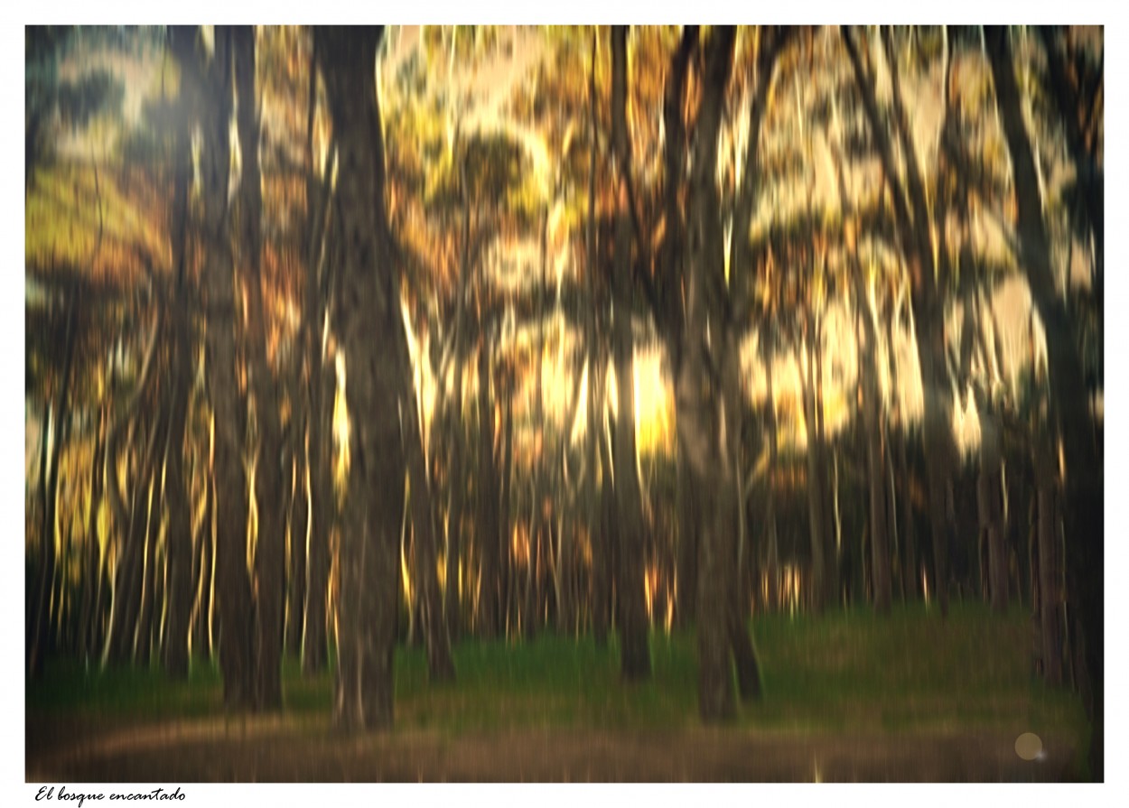 "El bosque encantado" de Nora Lilian Iturbide ( Noral )