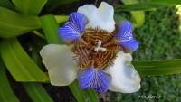 iris japnico