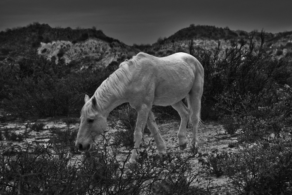 "El caballo blanco" de Osvaldo Sergio Gagliardi
