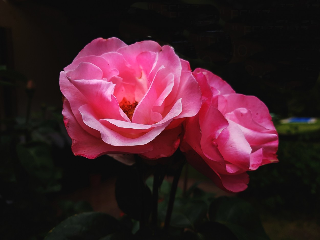 "Rosas Rosa" de Marta Dominici