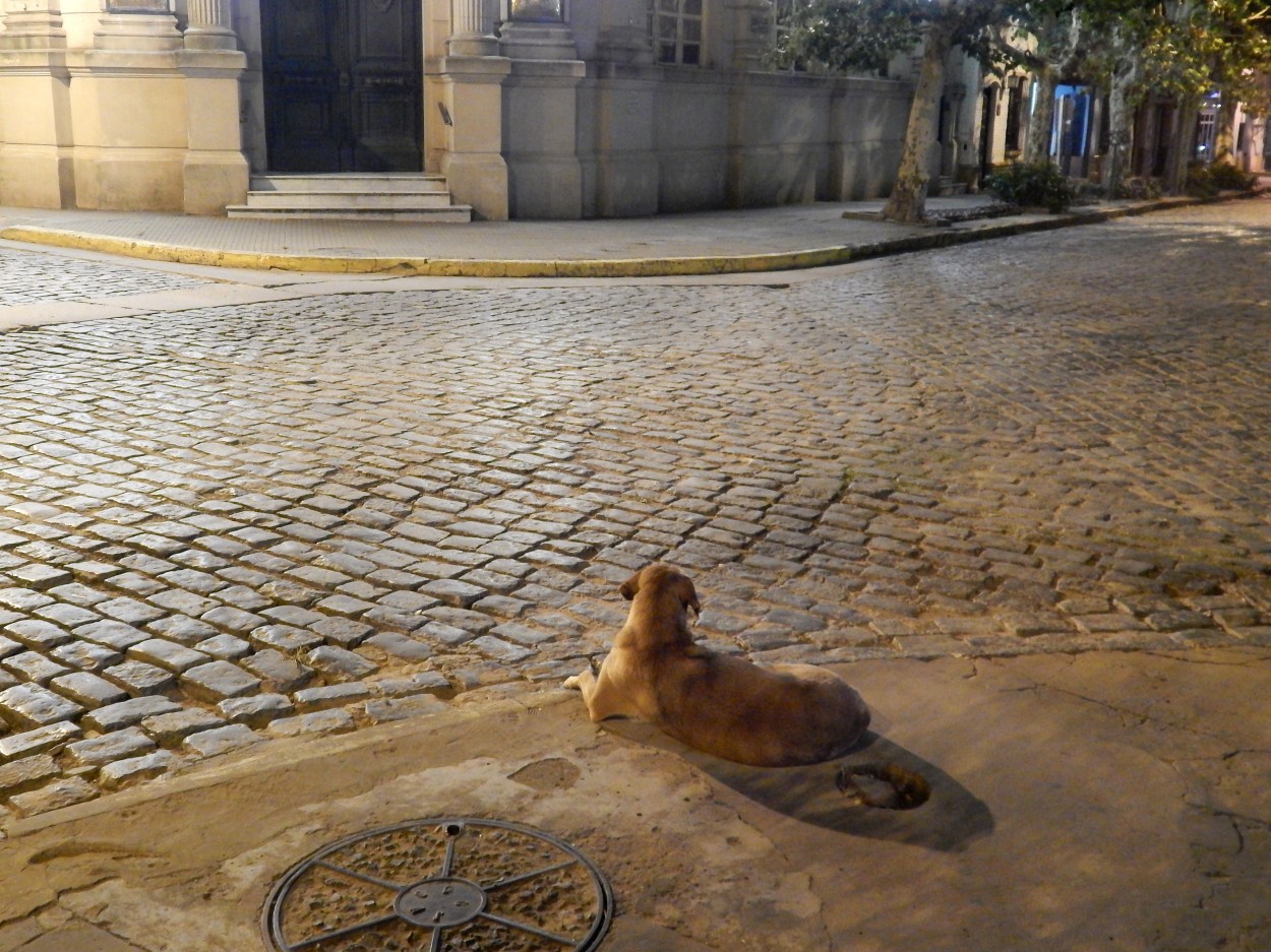 "El perro que est slo y espera..." de Jos Luis Mansur