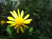 La flor amarilla